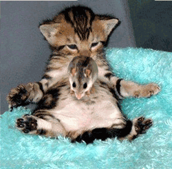 2956983.gif
